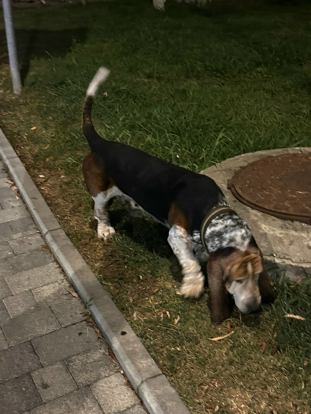 Пропала собака в Сочи — фото объявления