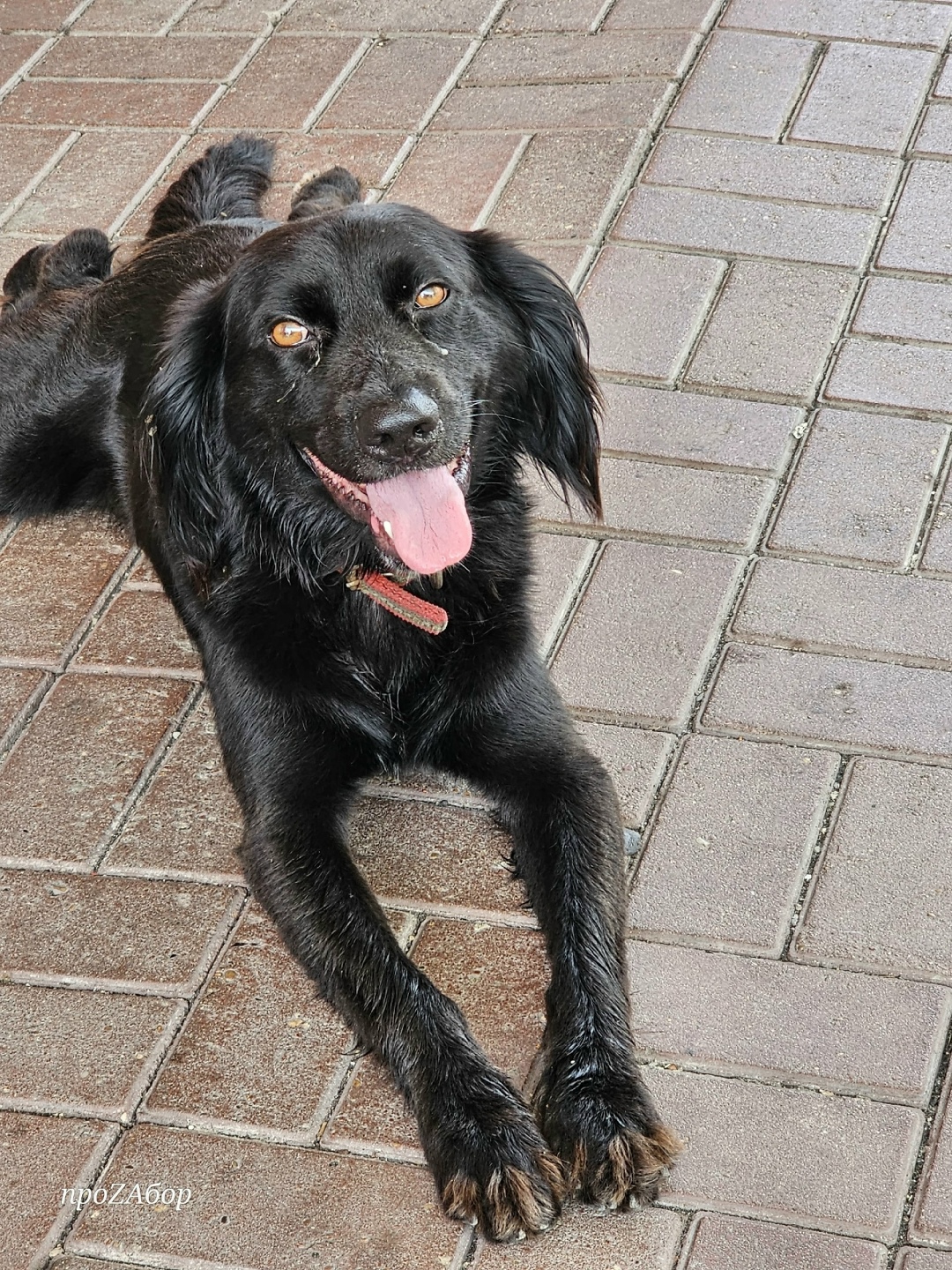 Пропала собака в Сочи — фото объявления