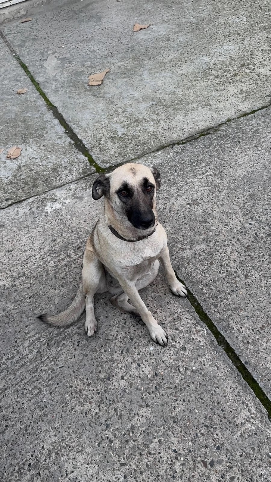 Пропала собака в Сочи — фото объявления