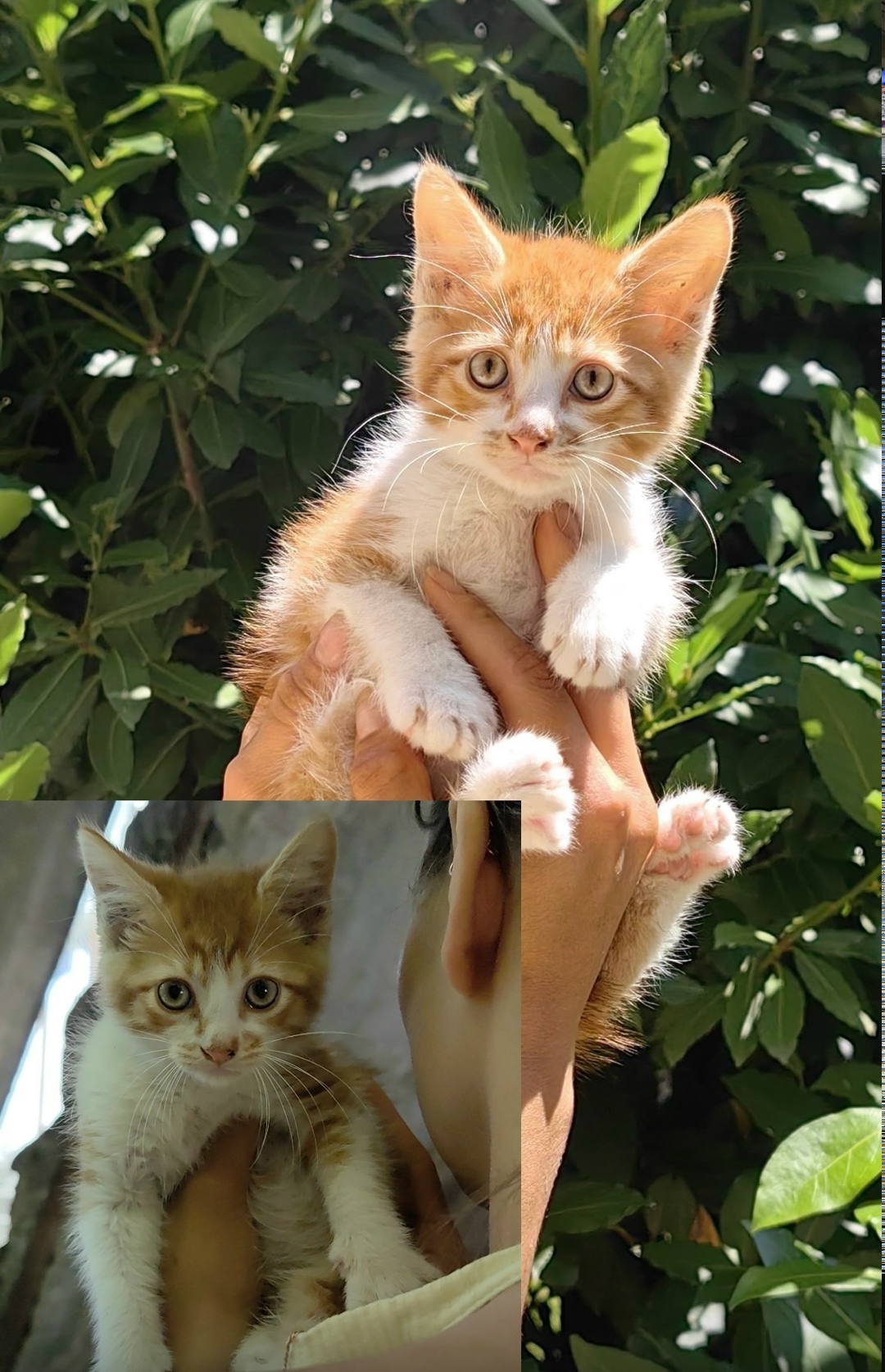 Пропала кошка в Сочи — фото объявления