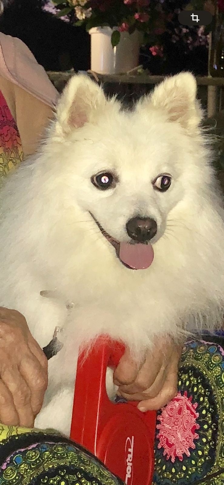 Пропала собака в Сочи — фото объявления