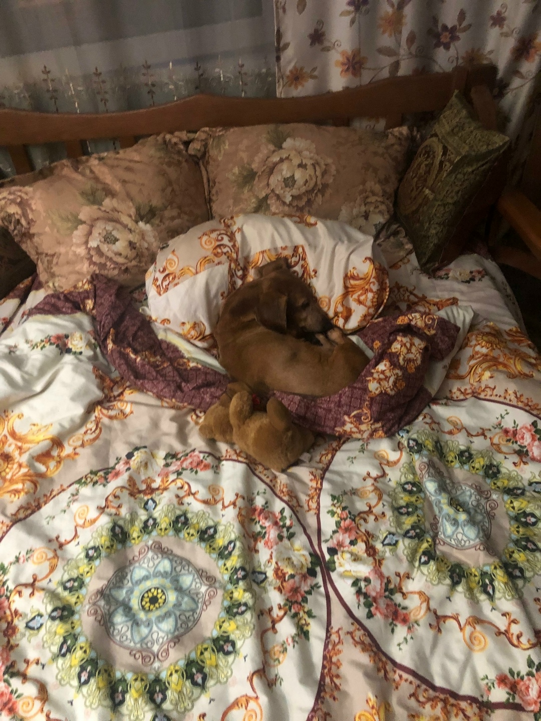 Пропала собака в Сочи — фото объявления