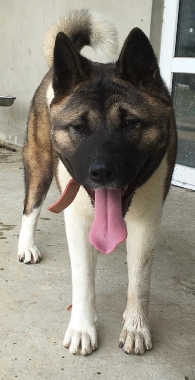 Пропала собака в Сочи — фото объявления