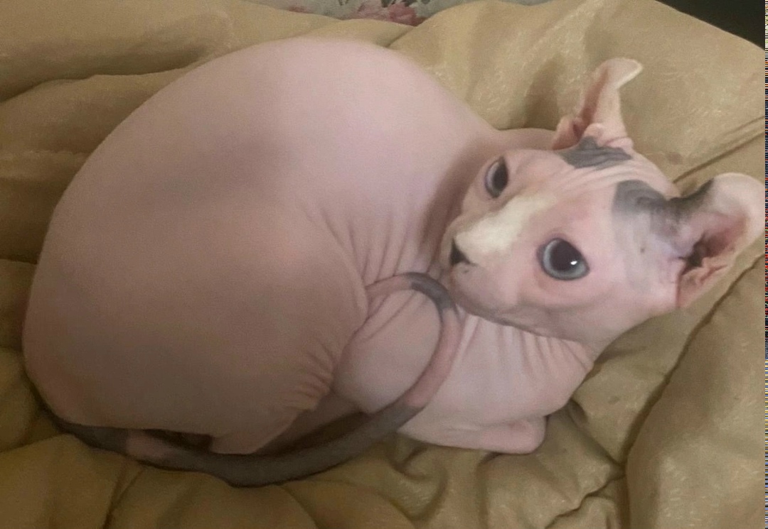 Пропала собака в Сочи — фото объявления