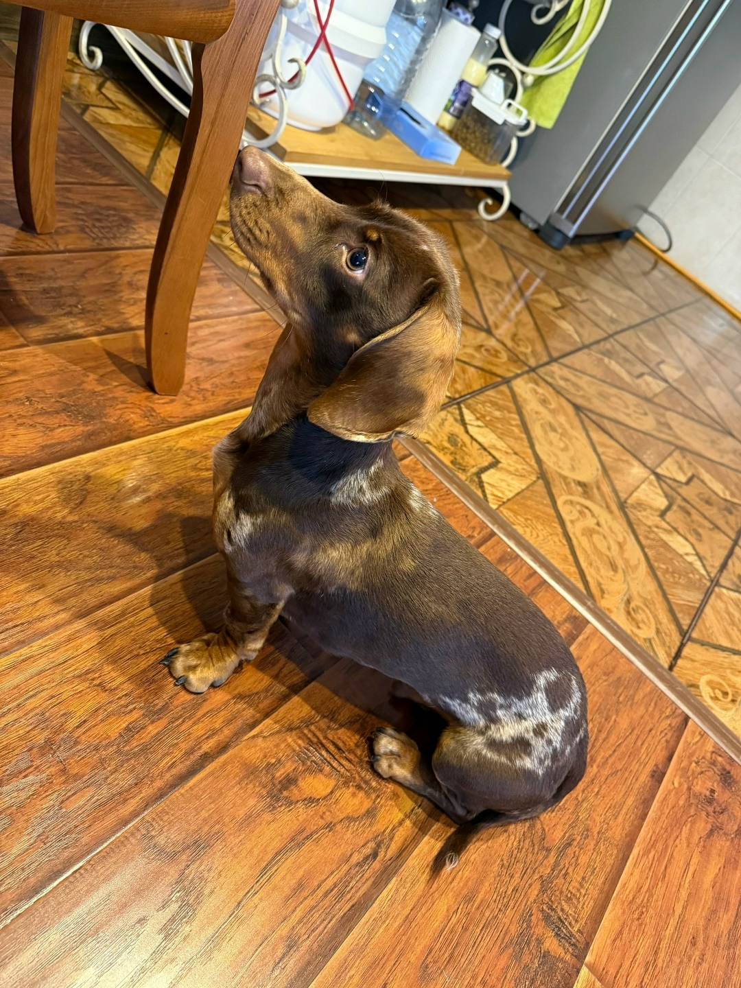 Найдена собака в Сочи — фото объявления