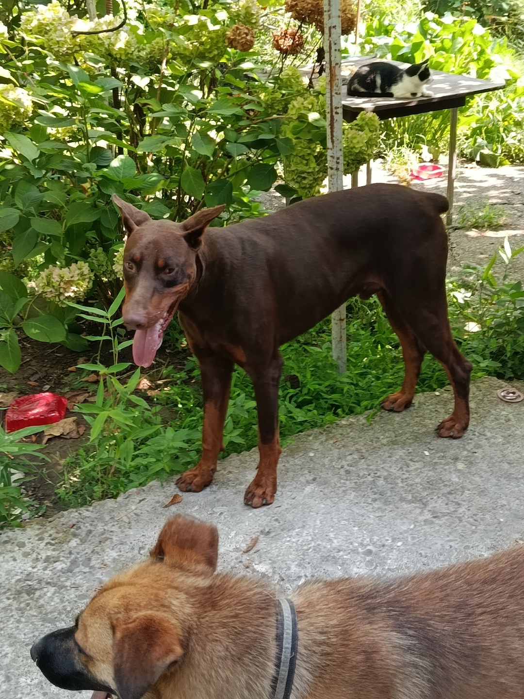 Пропала собака в Сочи — фото объявления