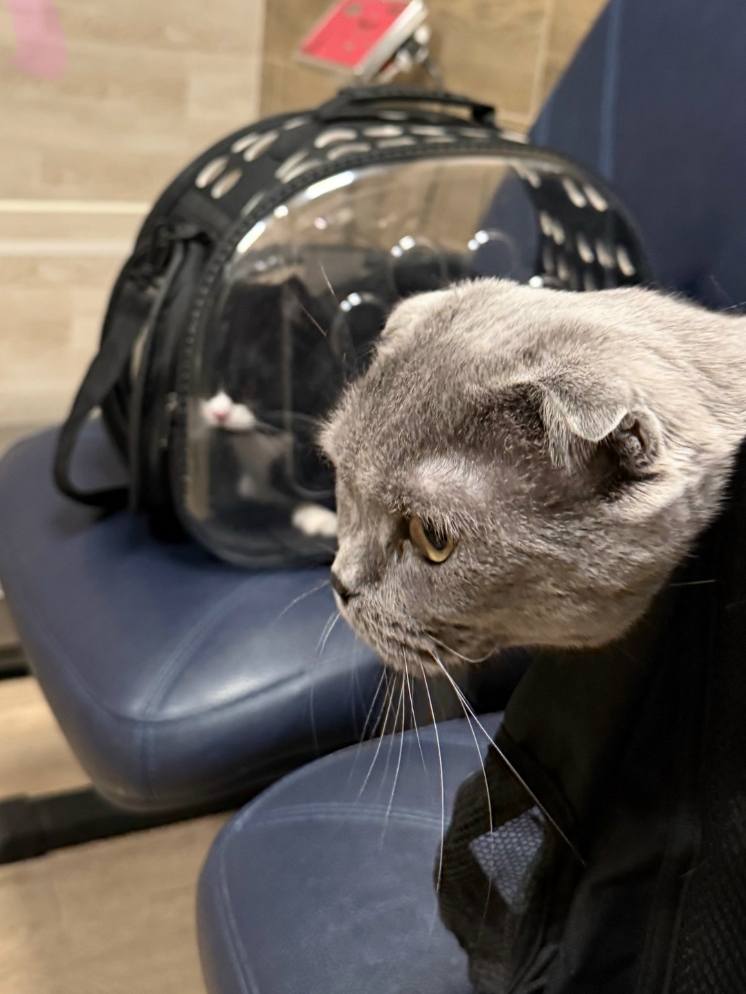 Пропала кошка в Сочи — фото объявления