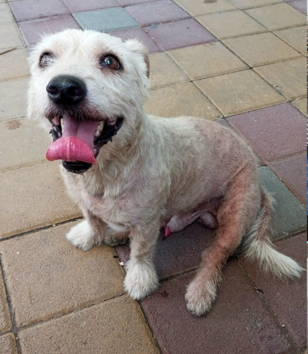 Пропала собака в Сочи — фото объявления