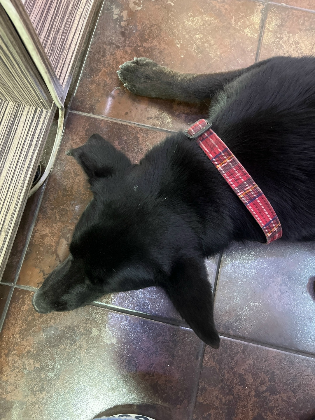 Найдена собака в Сочи — фото объявления