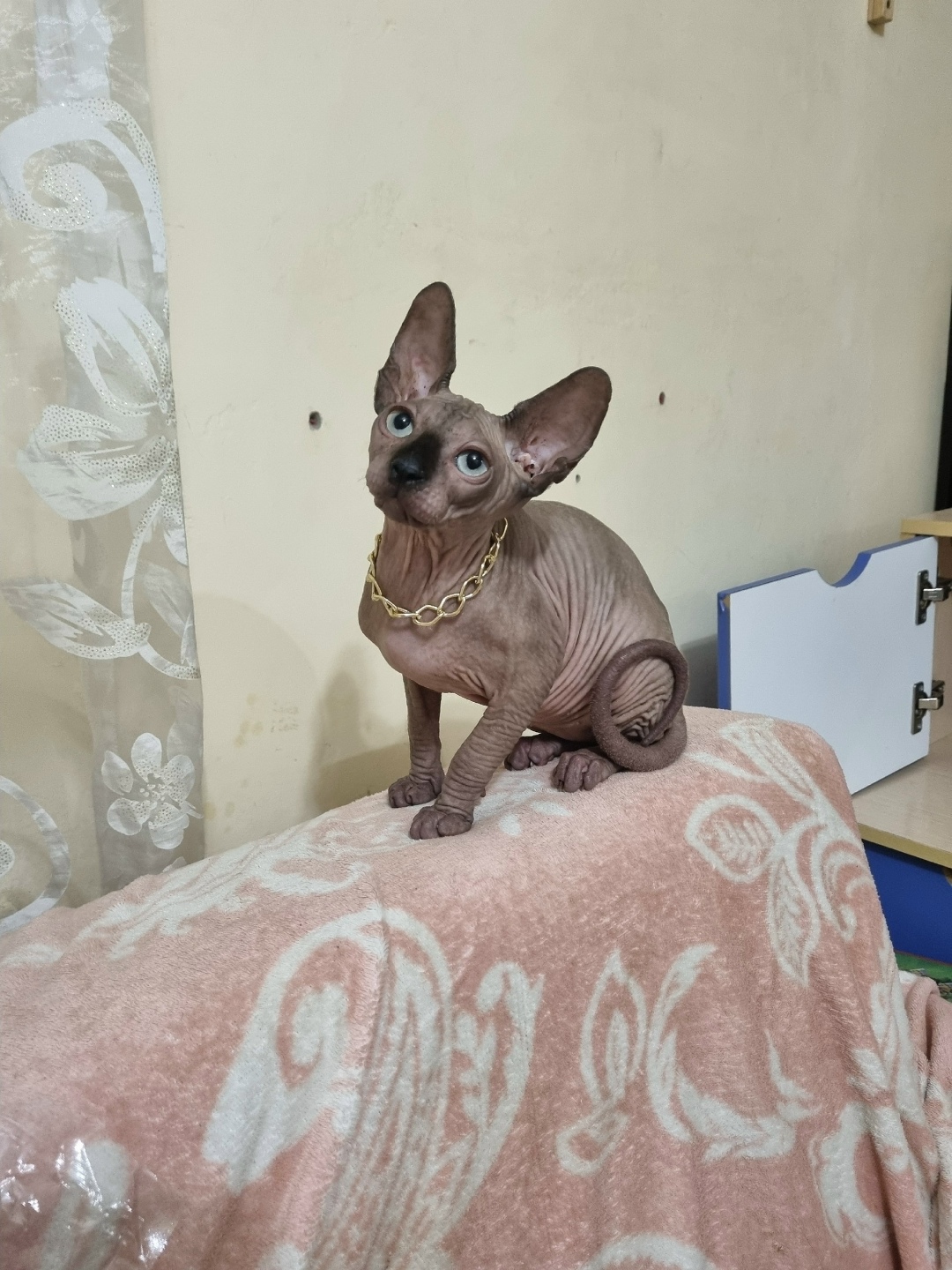 Пропала кошка в Сочи — фото объявления