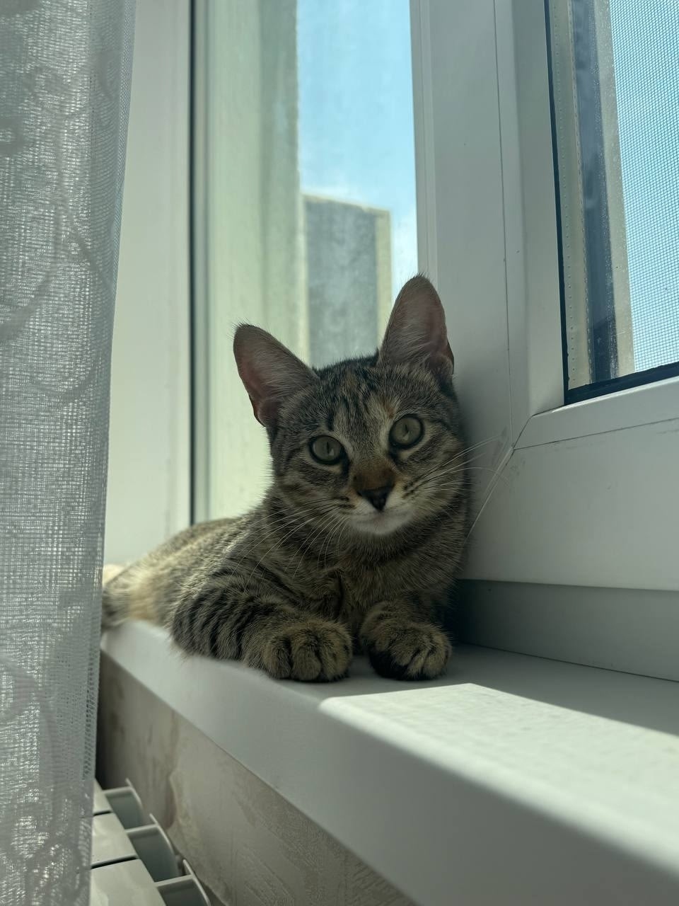 Пропала кошка в Сочи — фото объявления