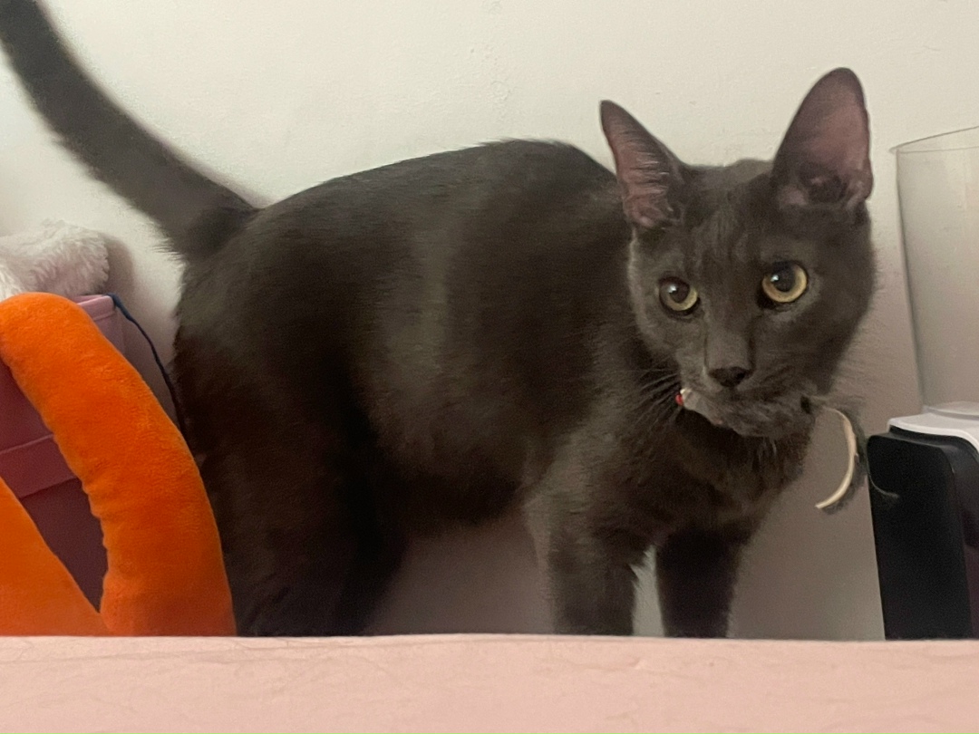 Пропала кошка в Сочи — фото объявления