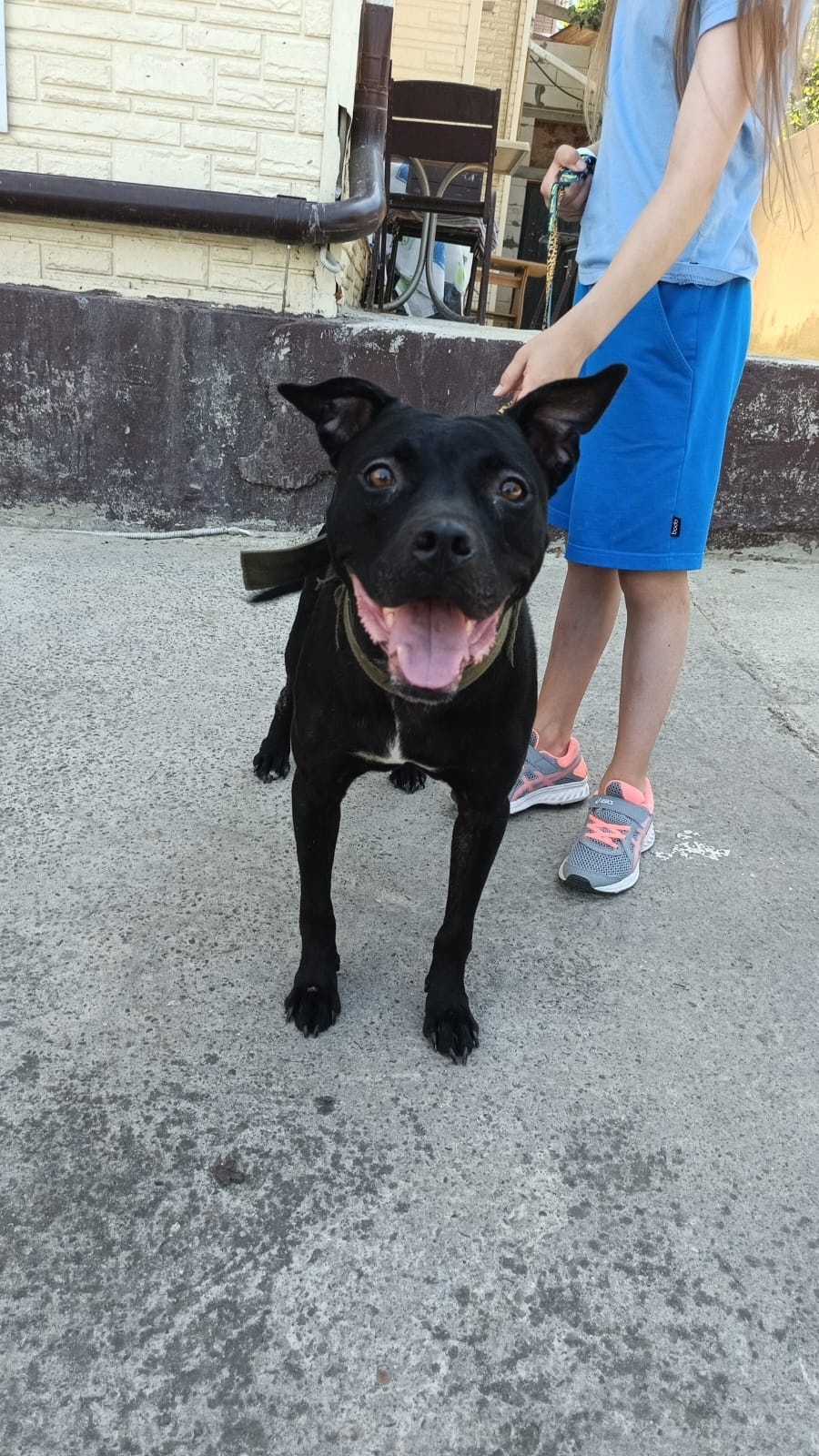 Найдена собака в Сочи — фото объявления