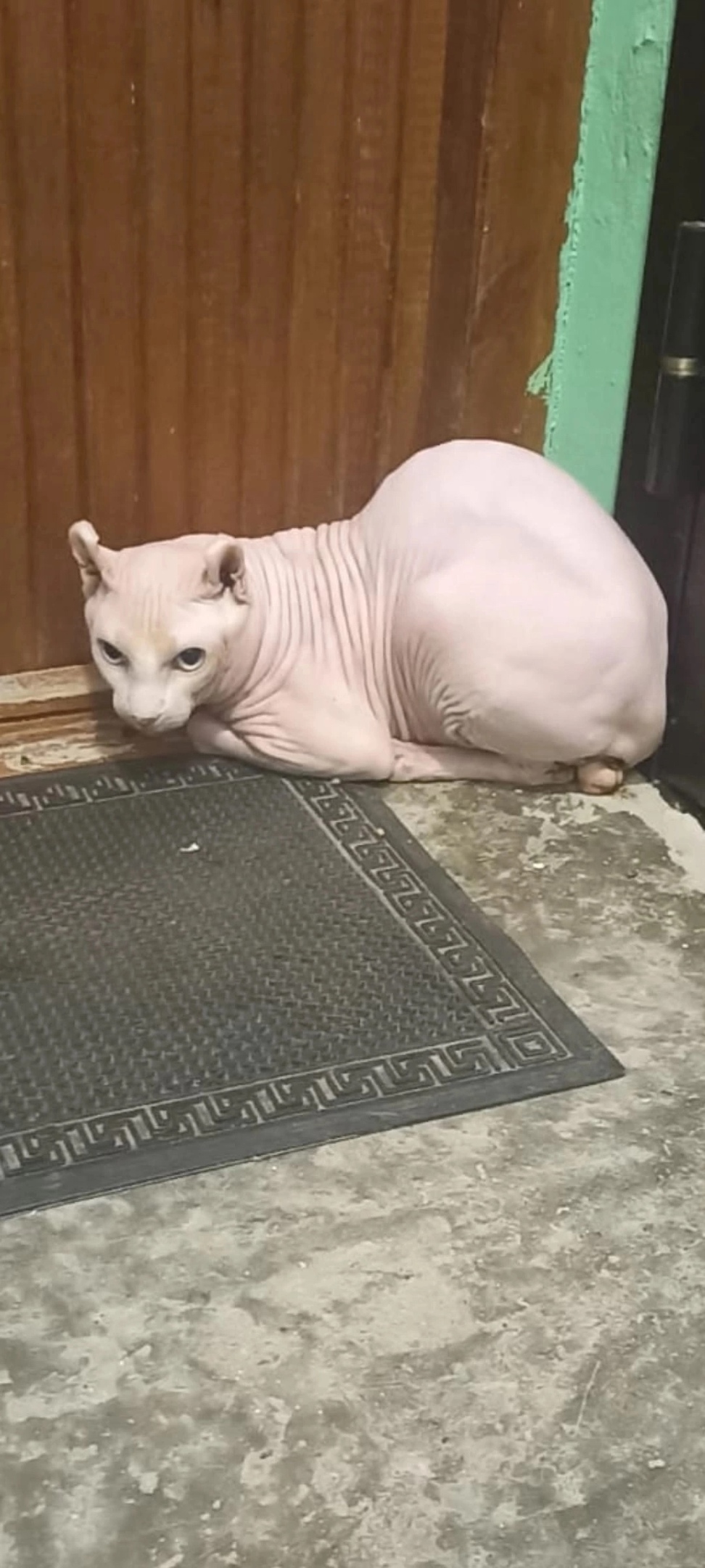 Найдена кошка в Сочи — фото объявления