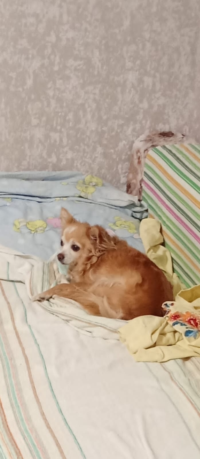 Пропала собака в Сочи — фото объявления