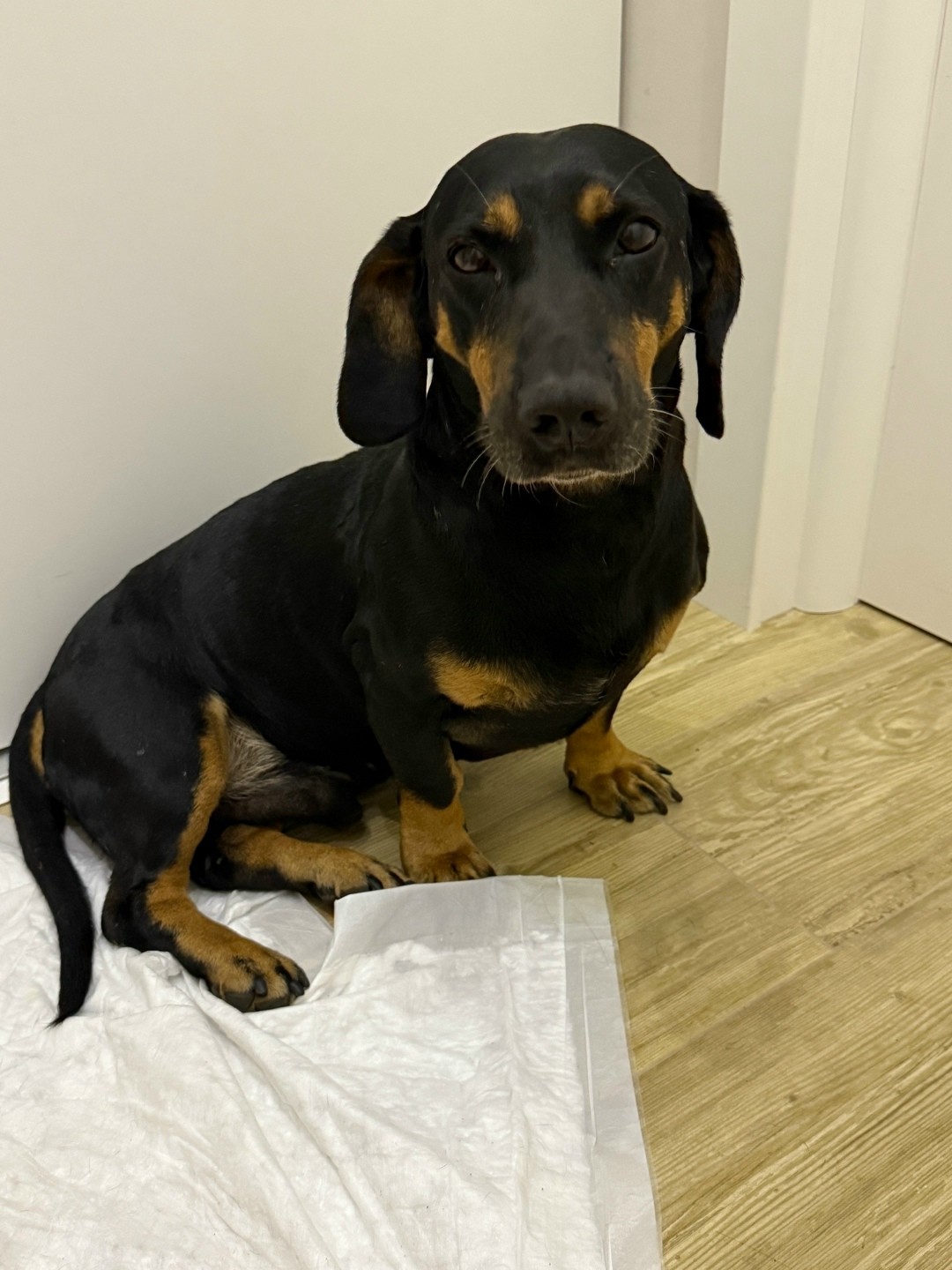 Найдена собака в Сочи — фото объявления