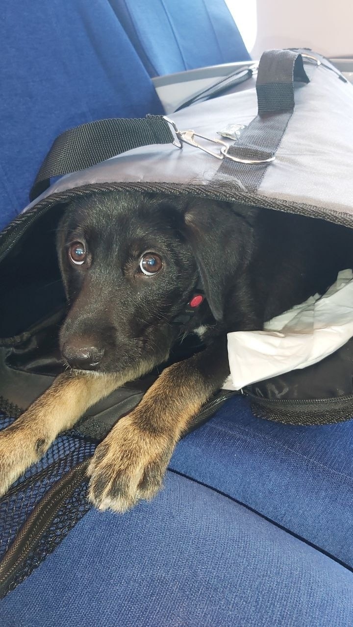 Пропала собака в Сочи — фото объявления