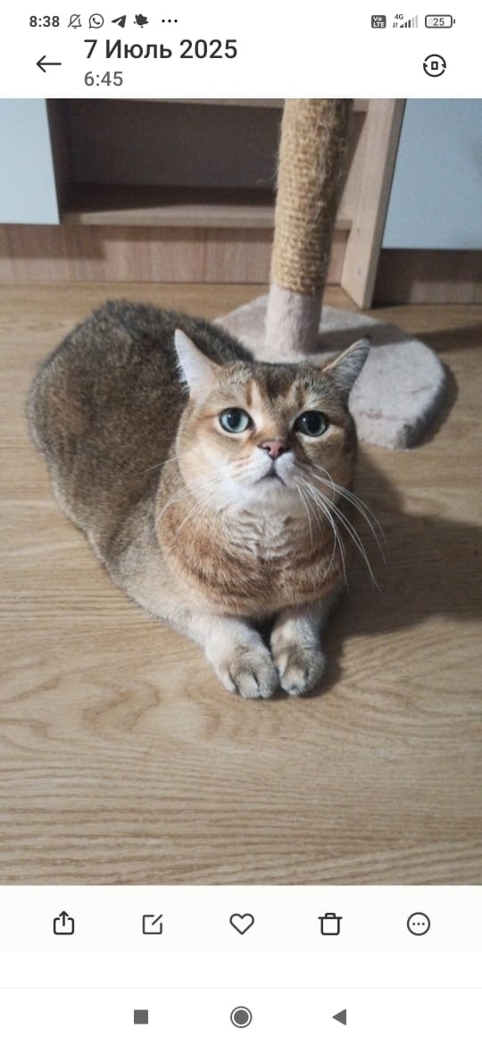 Пропала кошка в Сочи — фото объявления