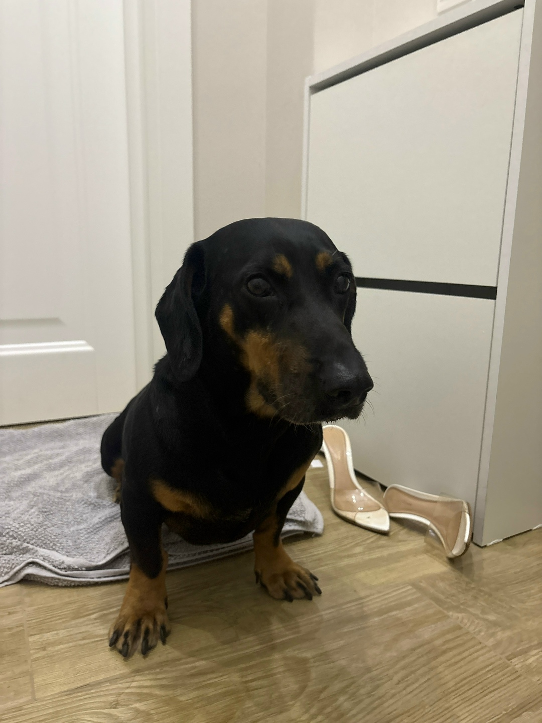 Найдена собака в Сочи — фото объявления