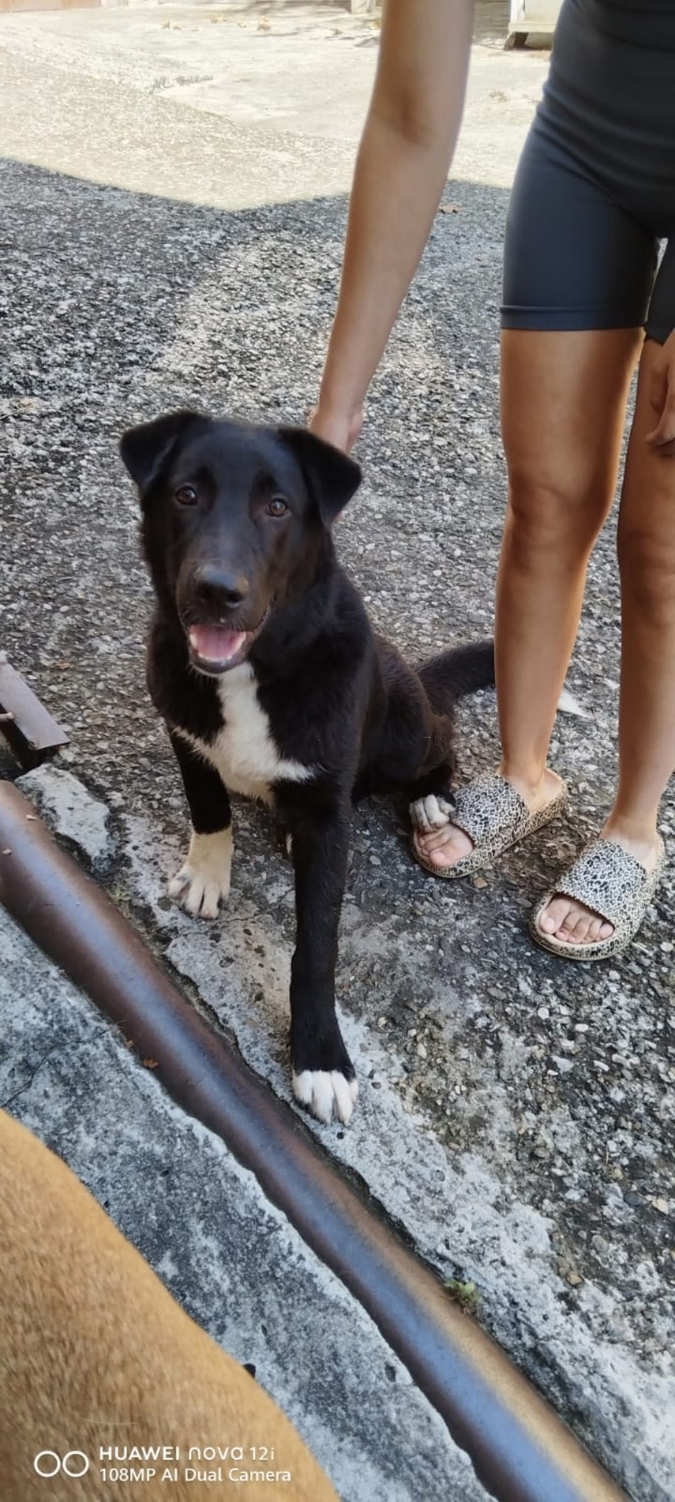 Найдена собака в Сочи — фото объявления