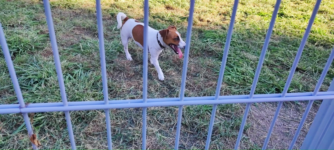 Пропала собака в Сочи — фото объявления