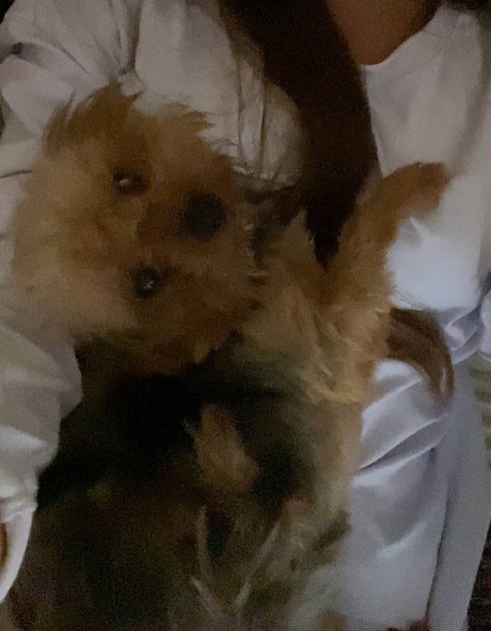 Пропала собака в Сочи — фото объявления