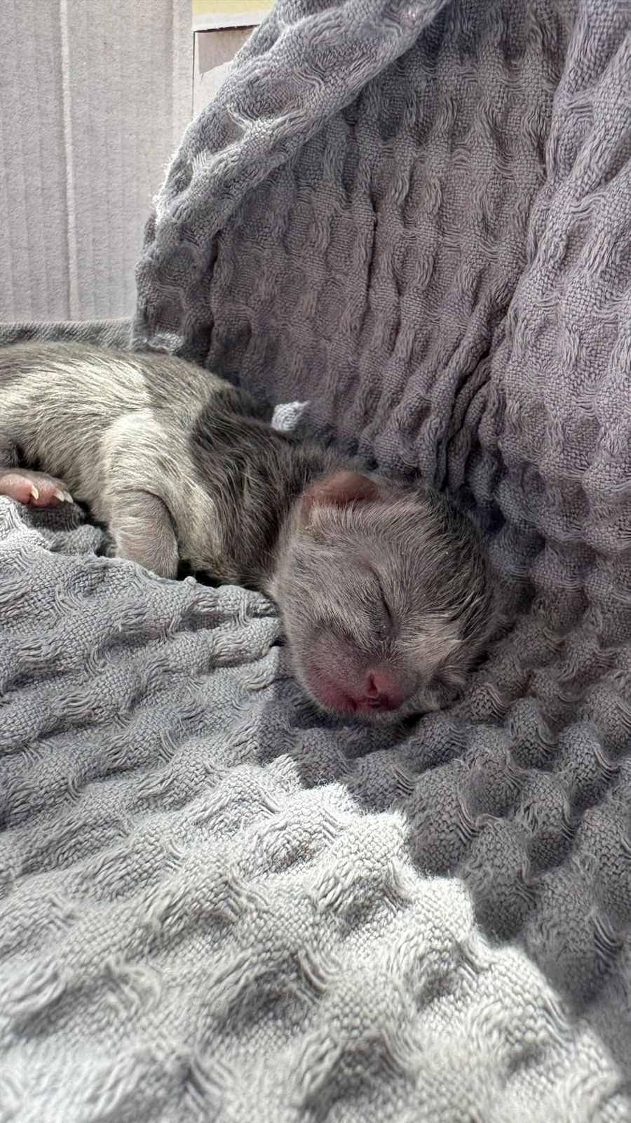 Найдена кошка в Сочи — фото объявления