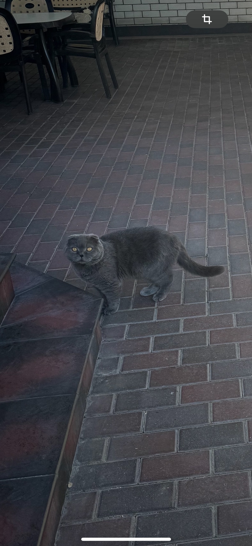 Пропала собака в Сочи — фото объявления