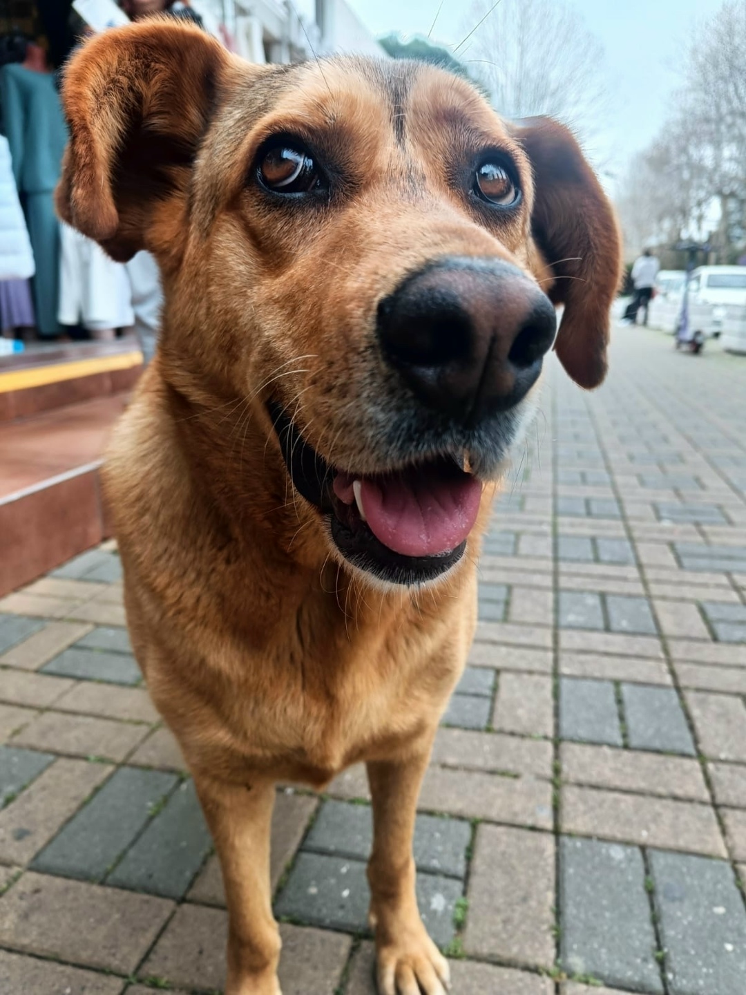 Пропала собака в Сочи — фото объявления