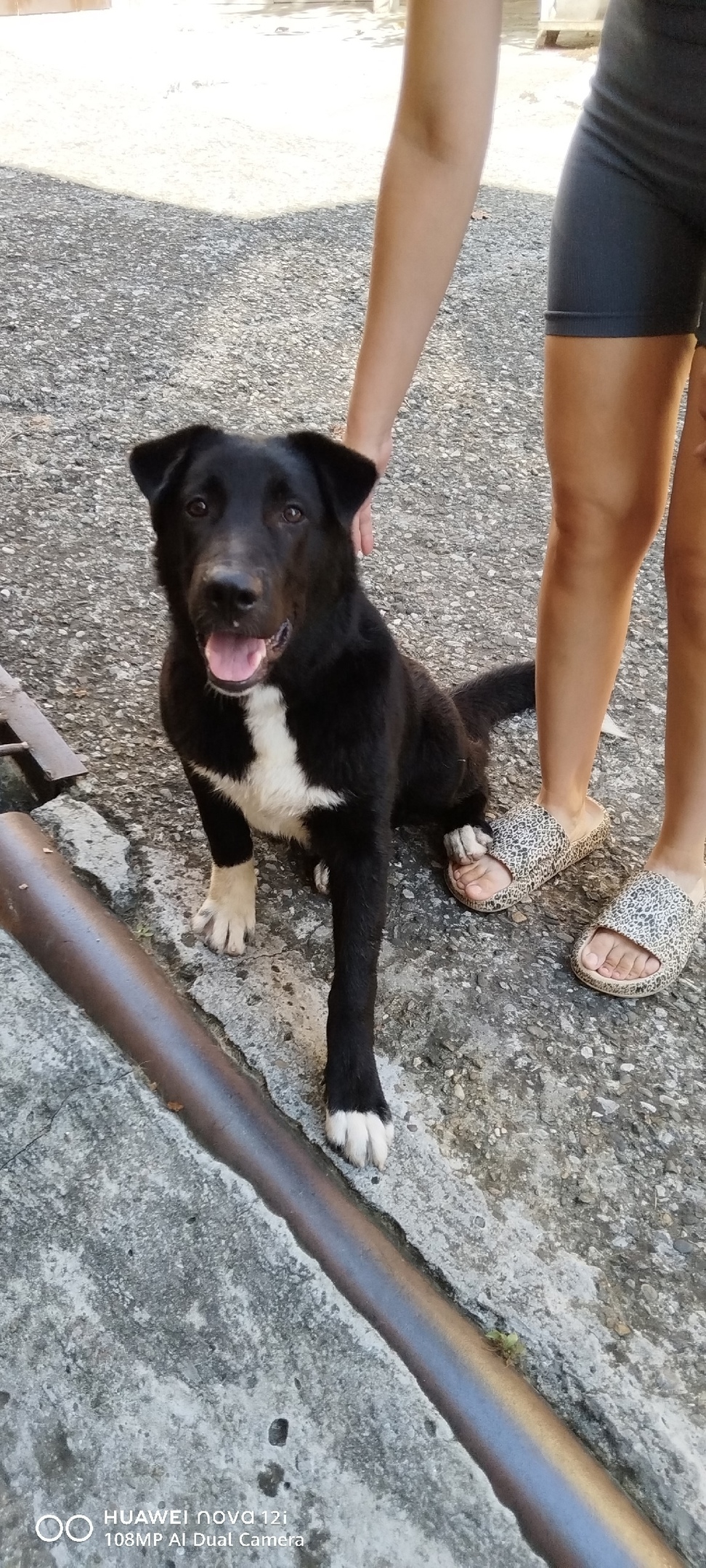 Найдена собака в Сочи — фото объявления