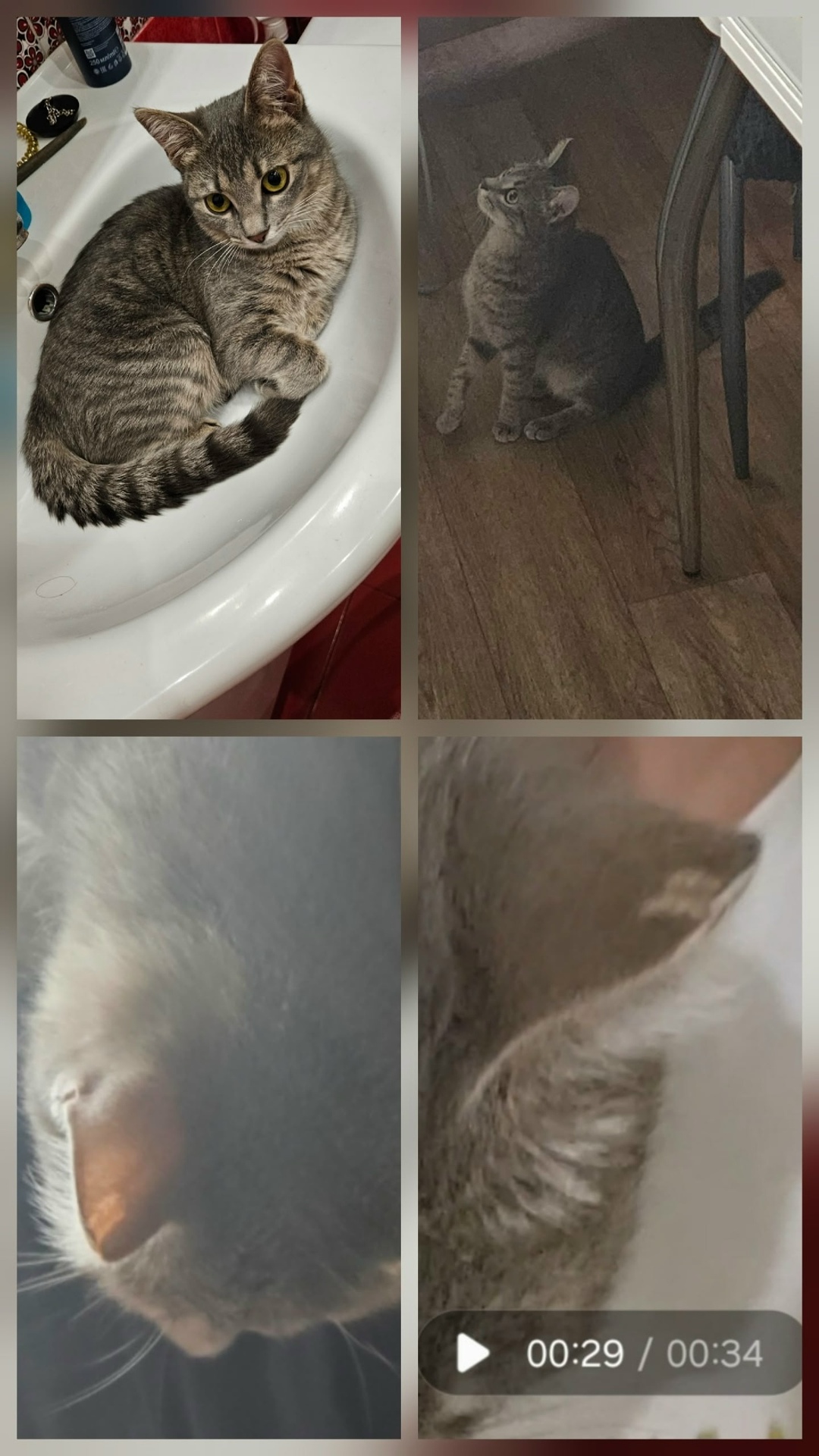 Пропала кошка в Сочи — фото объявления