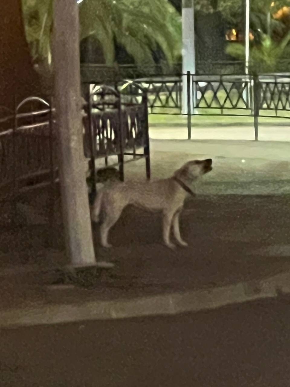 Пропала собака в Сочи — фото объявления