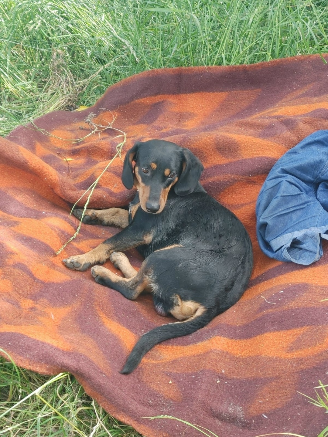 Пропала собака в Сочи — фото объявления