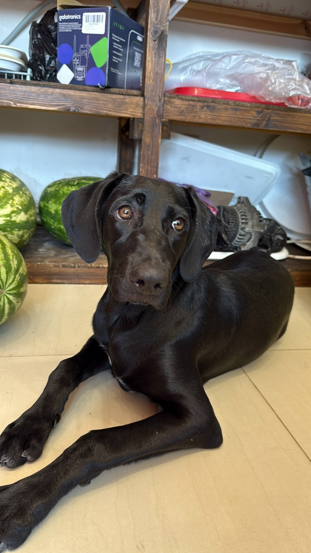 Найдена собака в Сочи — фото объявления