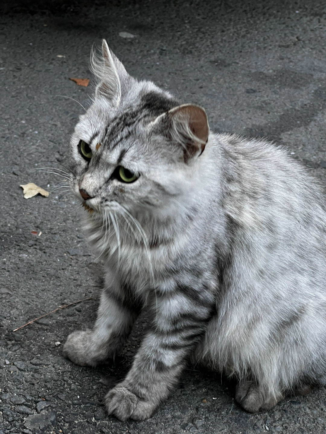 Найдена кошка в Сочи — фото объявления