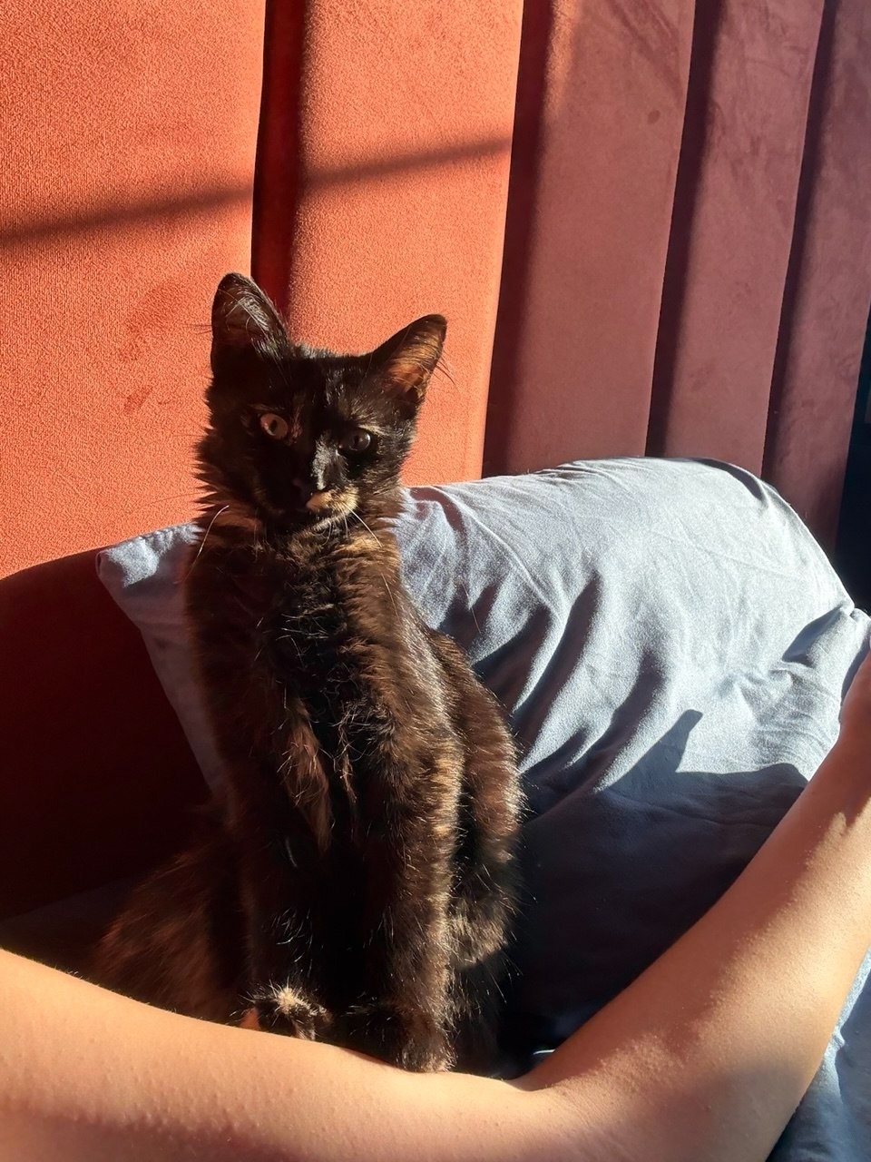 Пропала кошка в Сочи — фото объявления