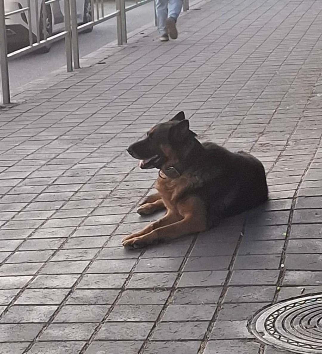 Пропала собака в Сочи — фото объявления