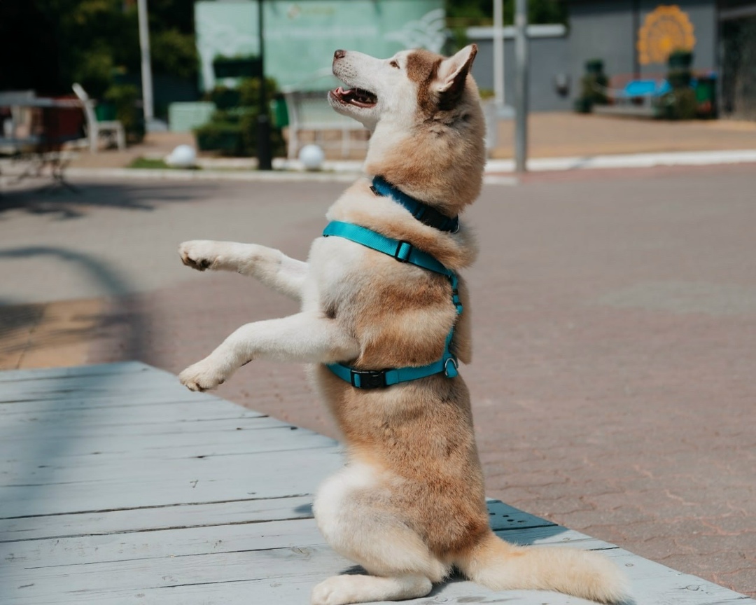 Найдена собака в Сочи — фото объявления