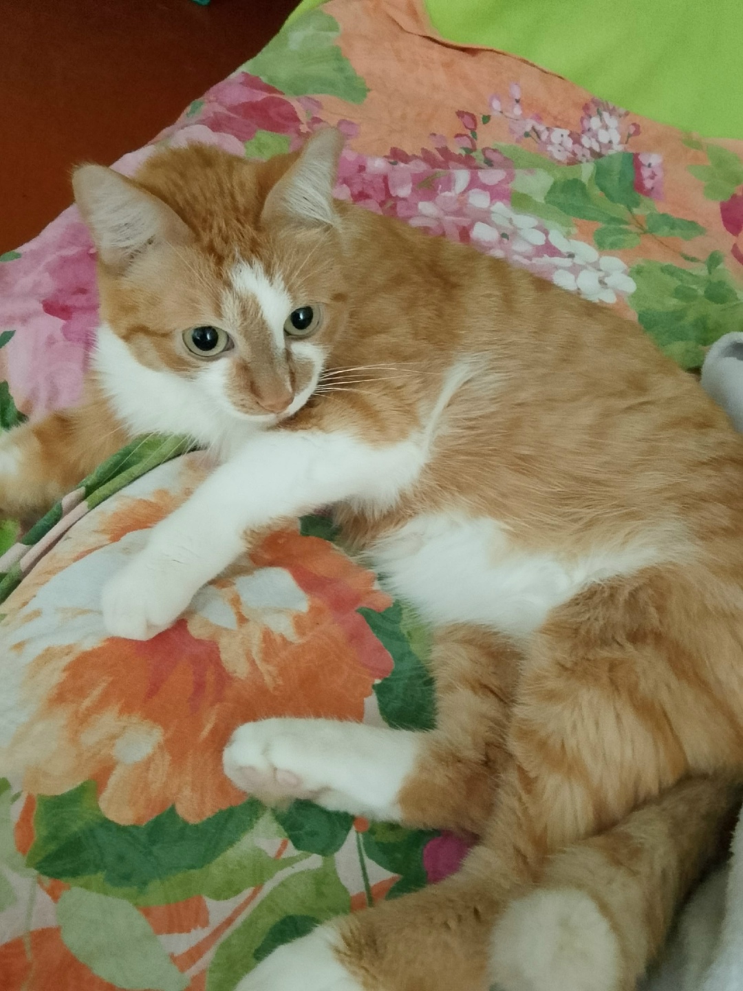 Пропала кошка в Сочи — фото объявления