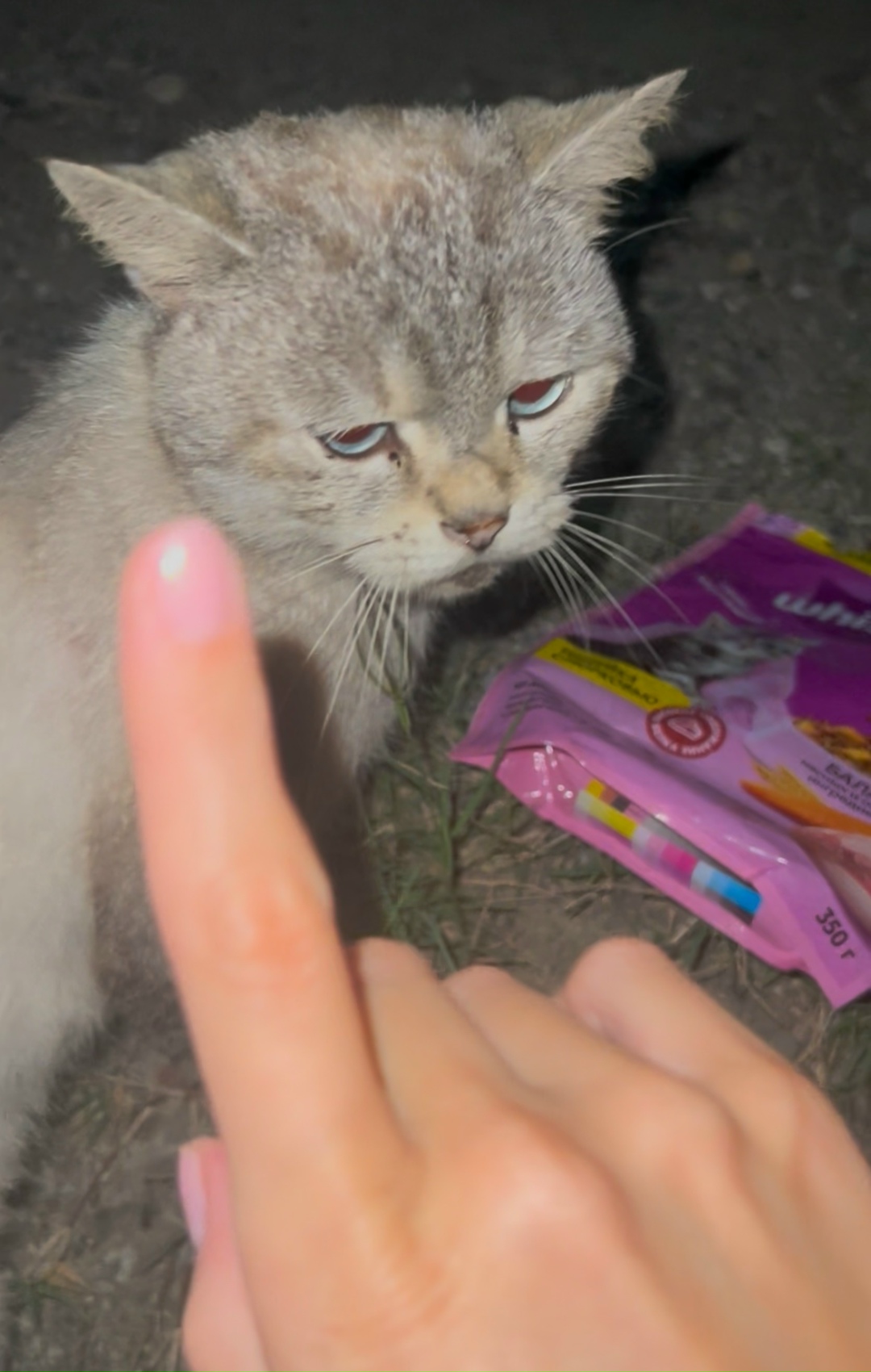 Пропала кошка в Сочи — фото объявления