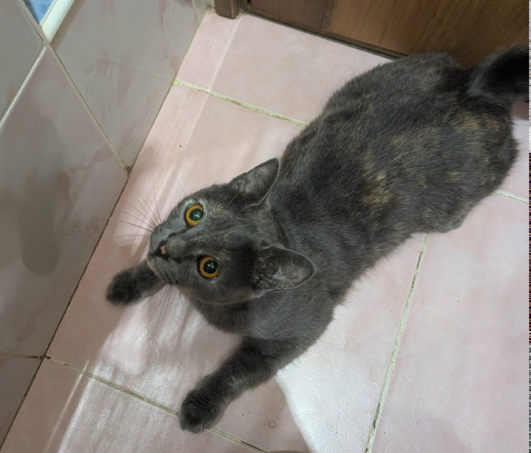 Пропала кошка в Сочи — фото объявления