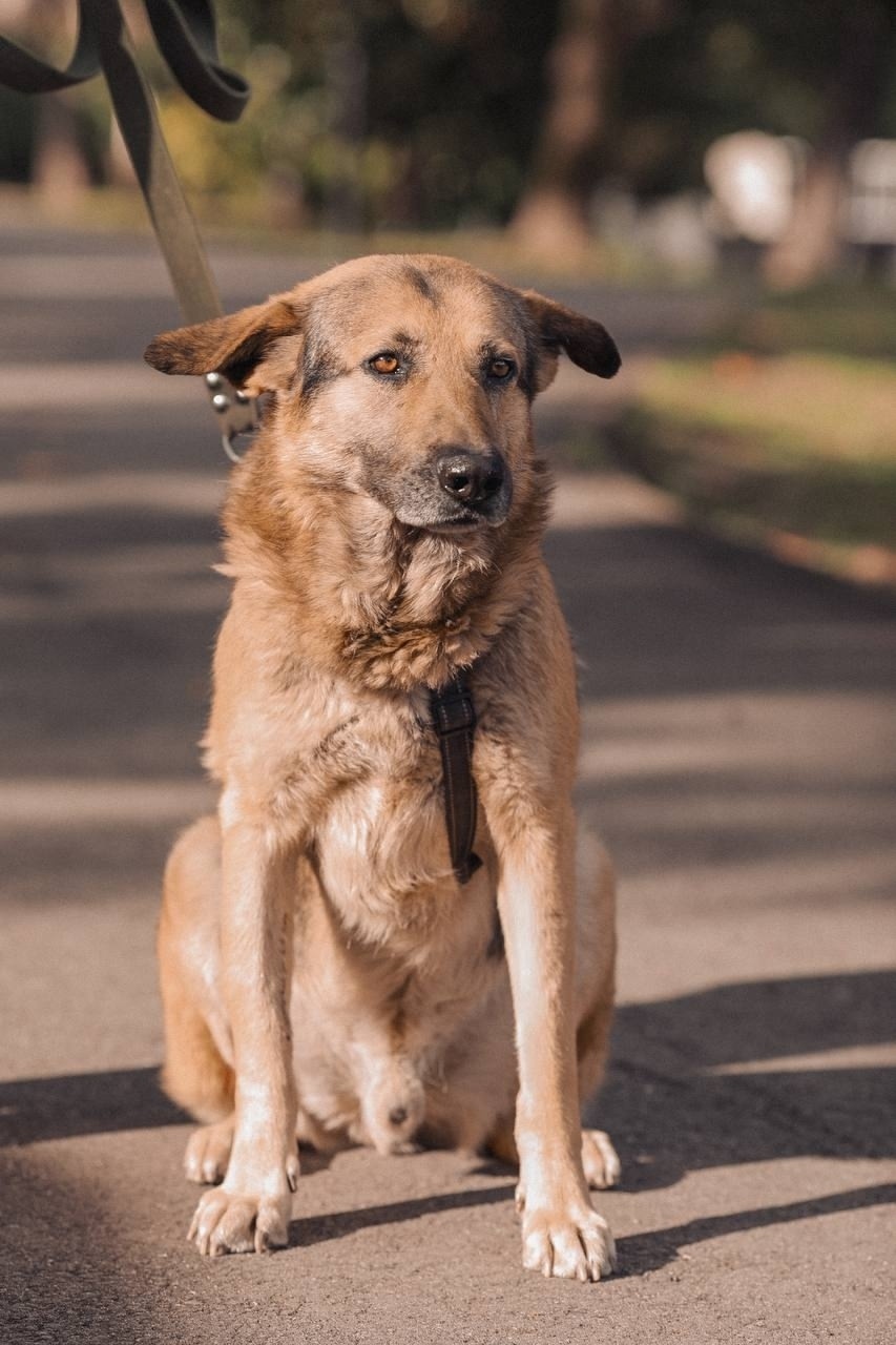 Найдена собака в Сочи — фото объявления