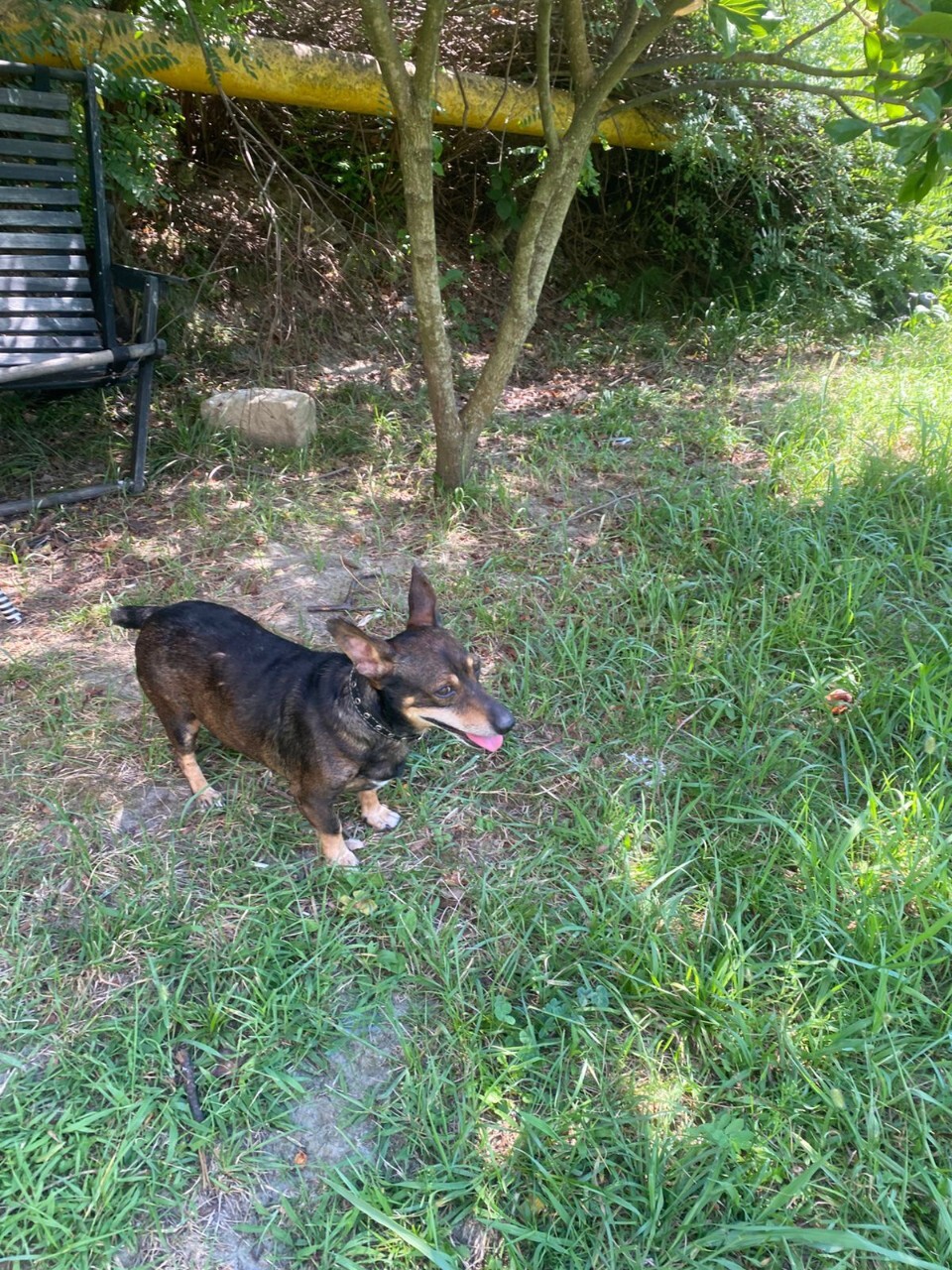 Пропала собака в Сочи — фото объявления