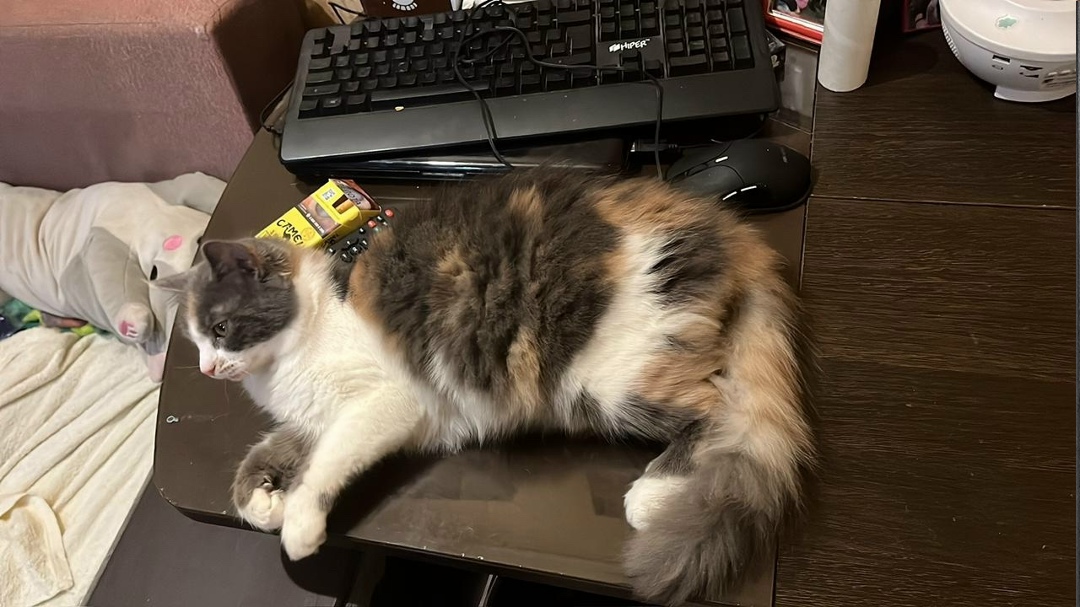 Пропала кошка в Сочи — фото объявления