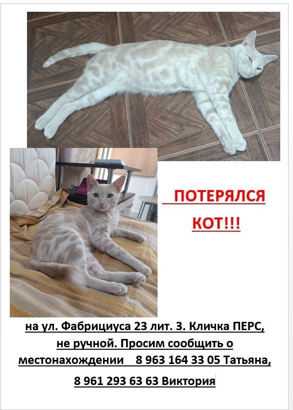 Пропала кошка в Сочи — фото объявления