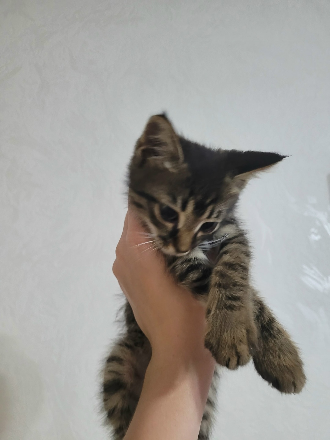 Найдена кошка в Сочи — фото объявления