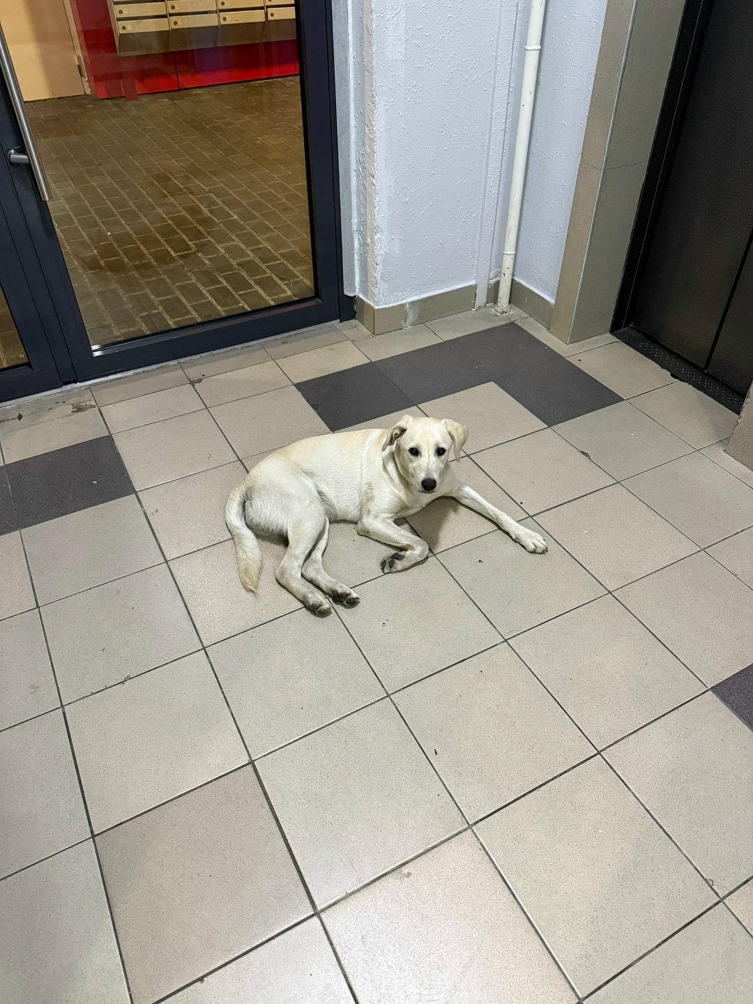 Пропала собака в Сочи — фото объявления