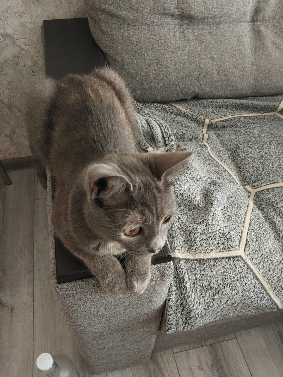 Пропала кошка в Сочи — фото объявления