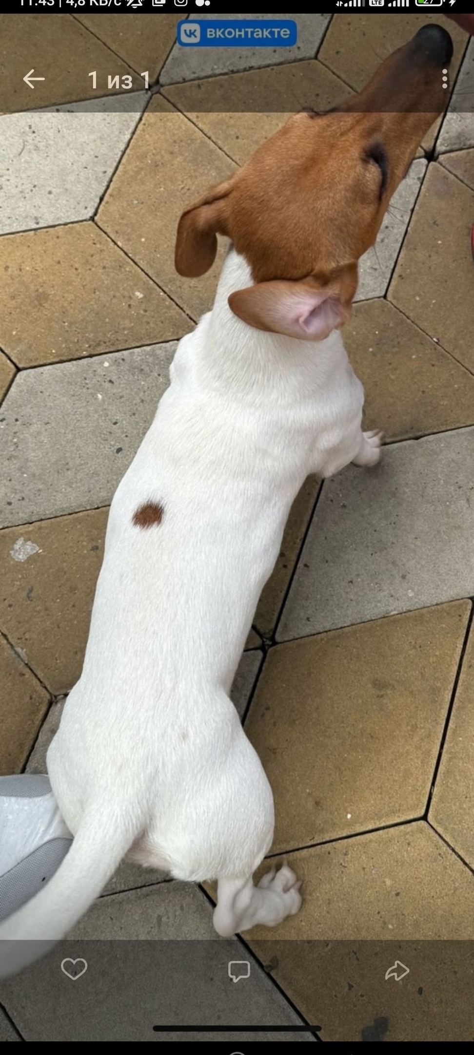 Пропала собака в Сочи — фото объявления