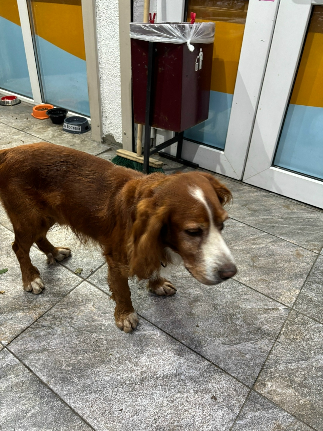 Пропала собака в Сочи — фото объявления